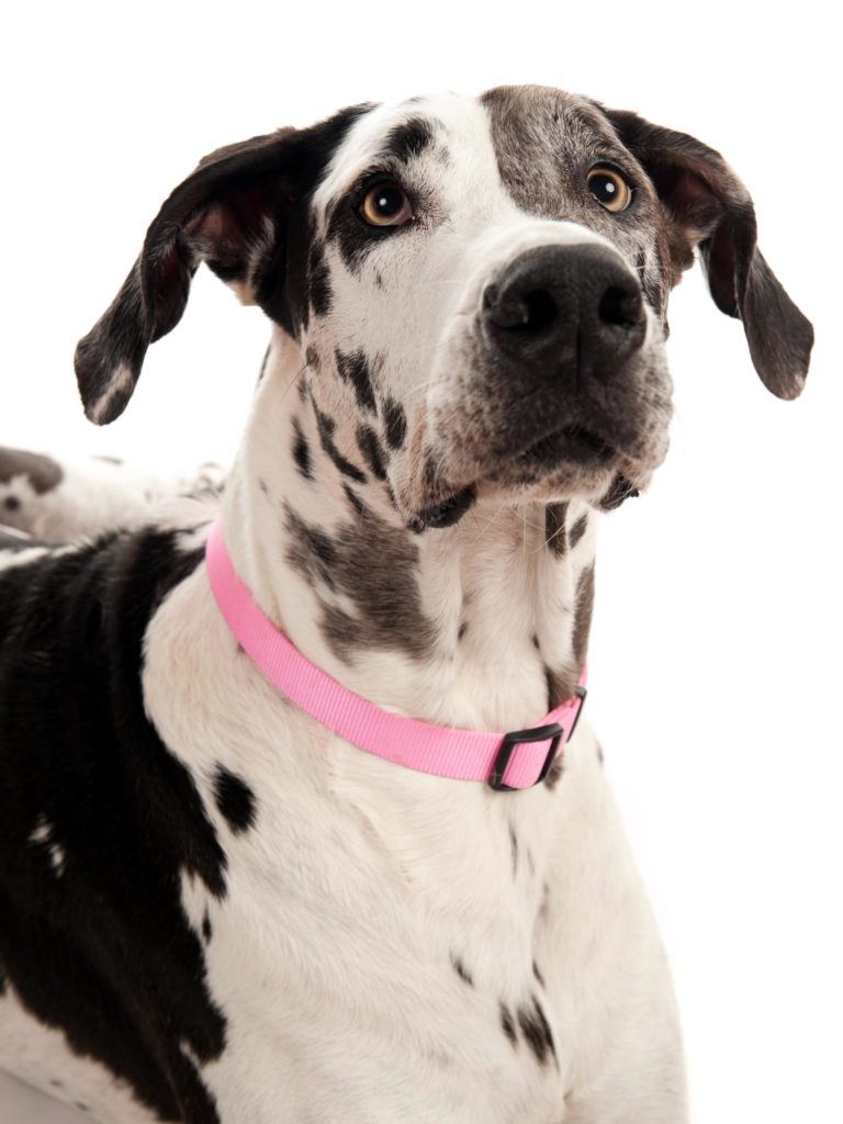 Miniature Great Danes: The 'Pocket' Version of a Great Dane 3 25