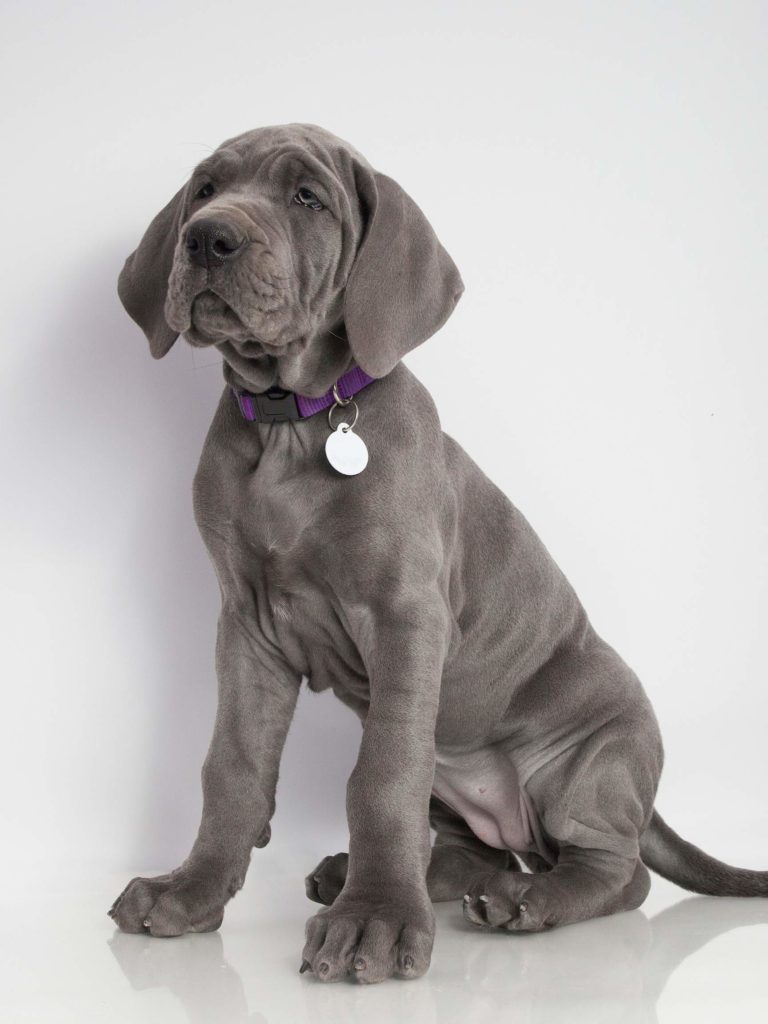 Blue Great Danes - Facts, Photos, and Care 9 Blue Great Danes