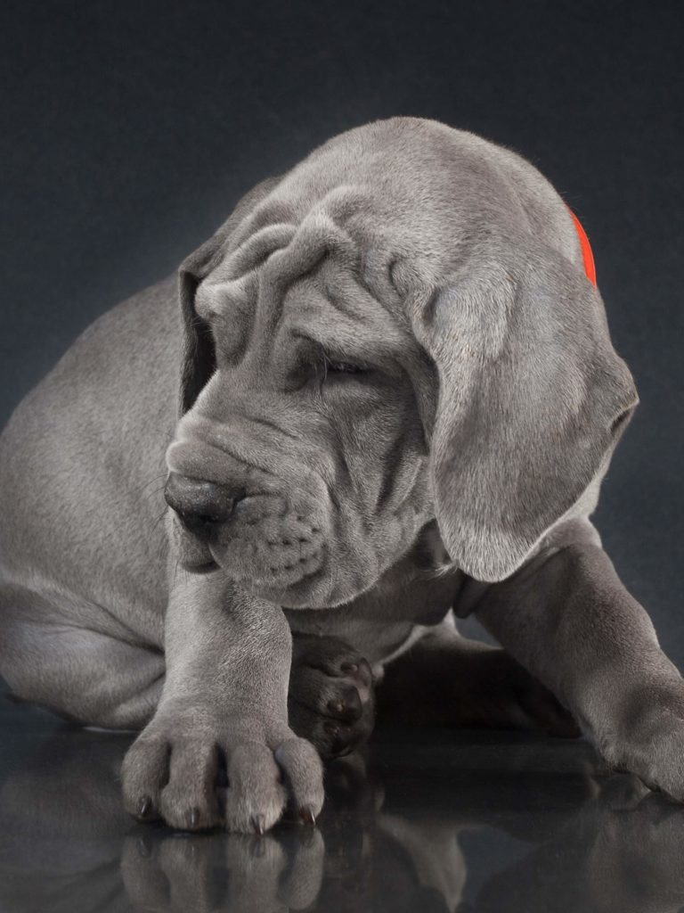Blue Great Danes - Facts, Photos, and Care 12 Blue Great Danes