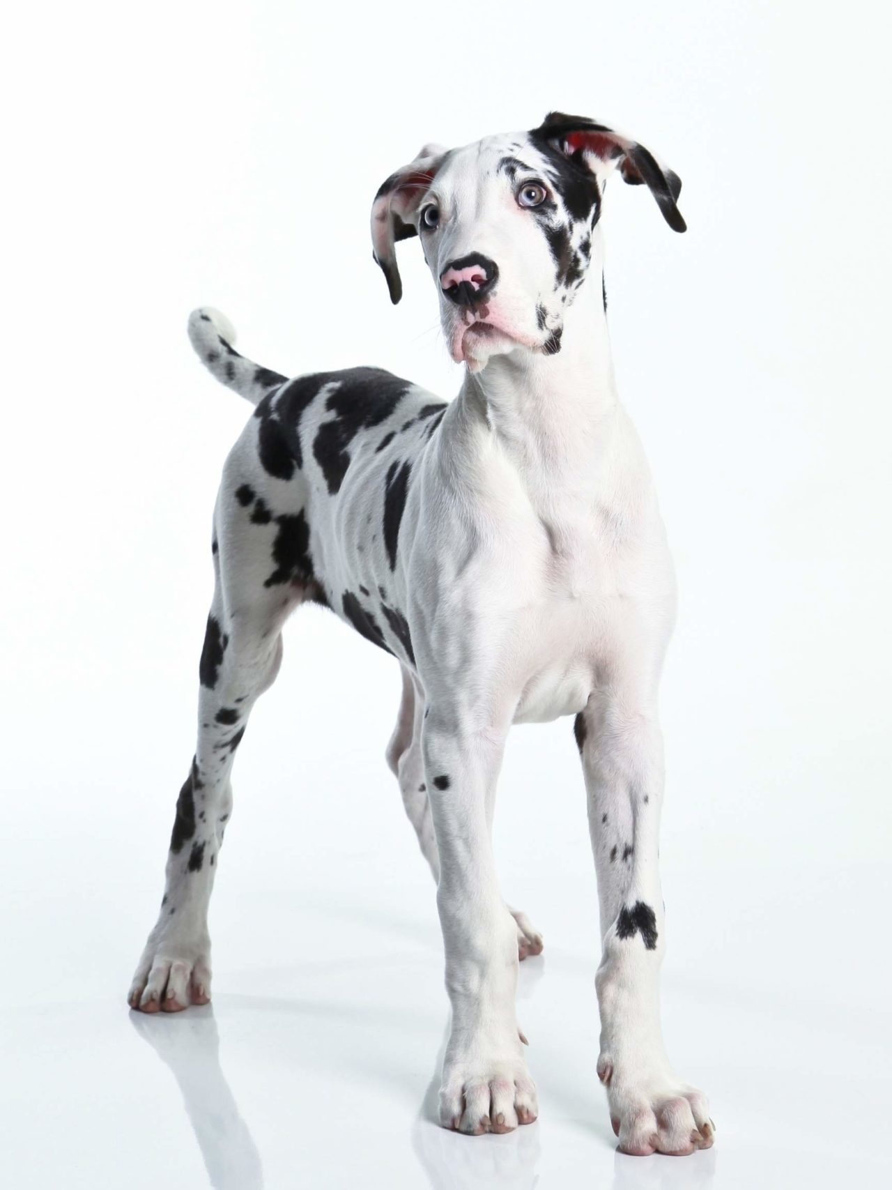 Is My Great Dane Puppy Knuckling? Hello Danes