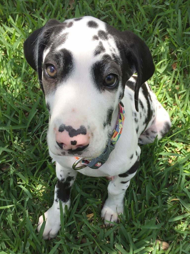 Respect Training Tips: How to Train Your Puppy Great Dane 10 45