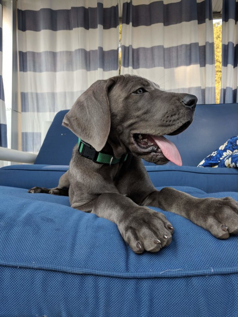 Respect Training Great Dane Puppies