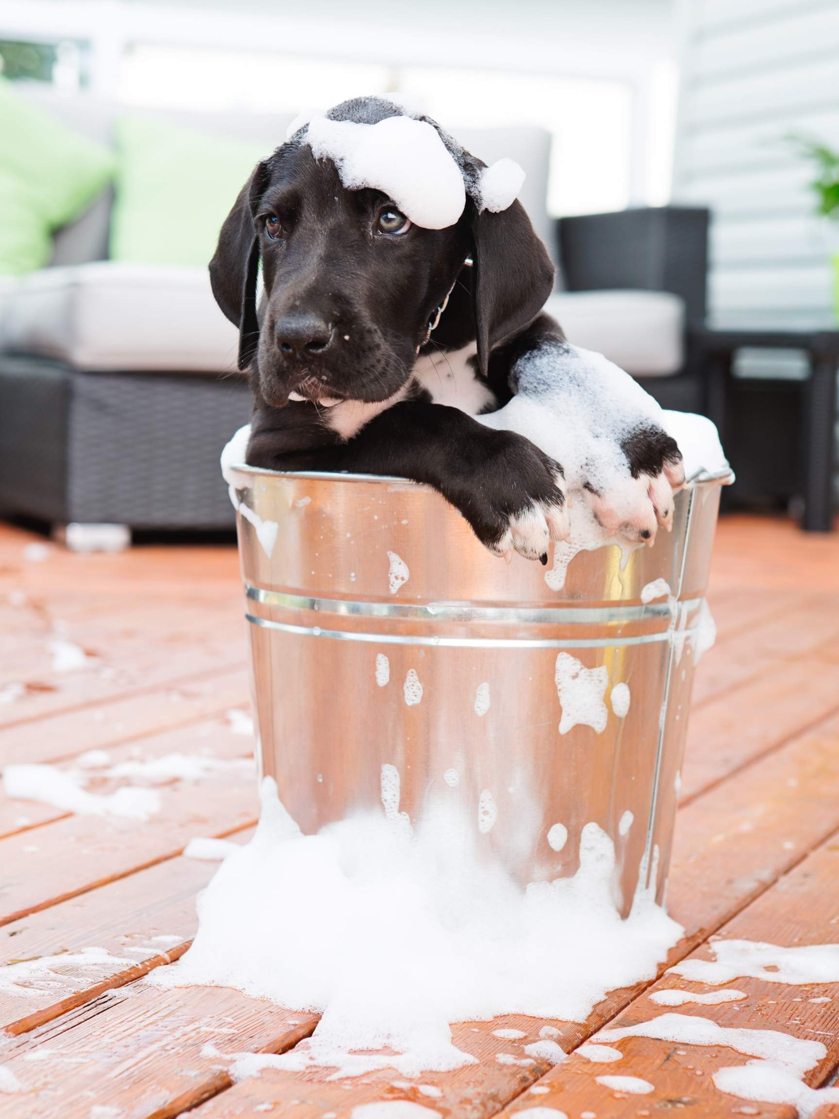 How to Trim Great Dane Puppy Nails