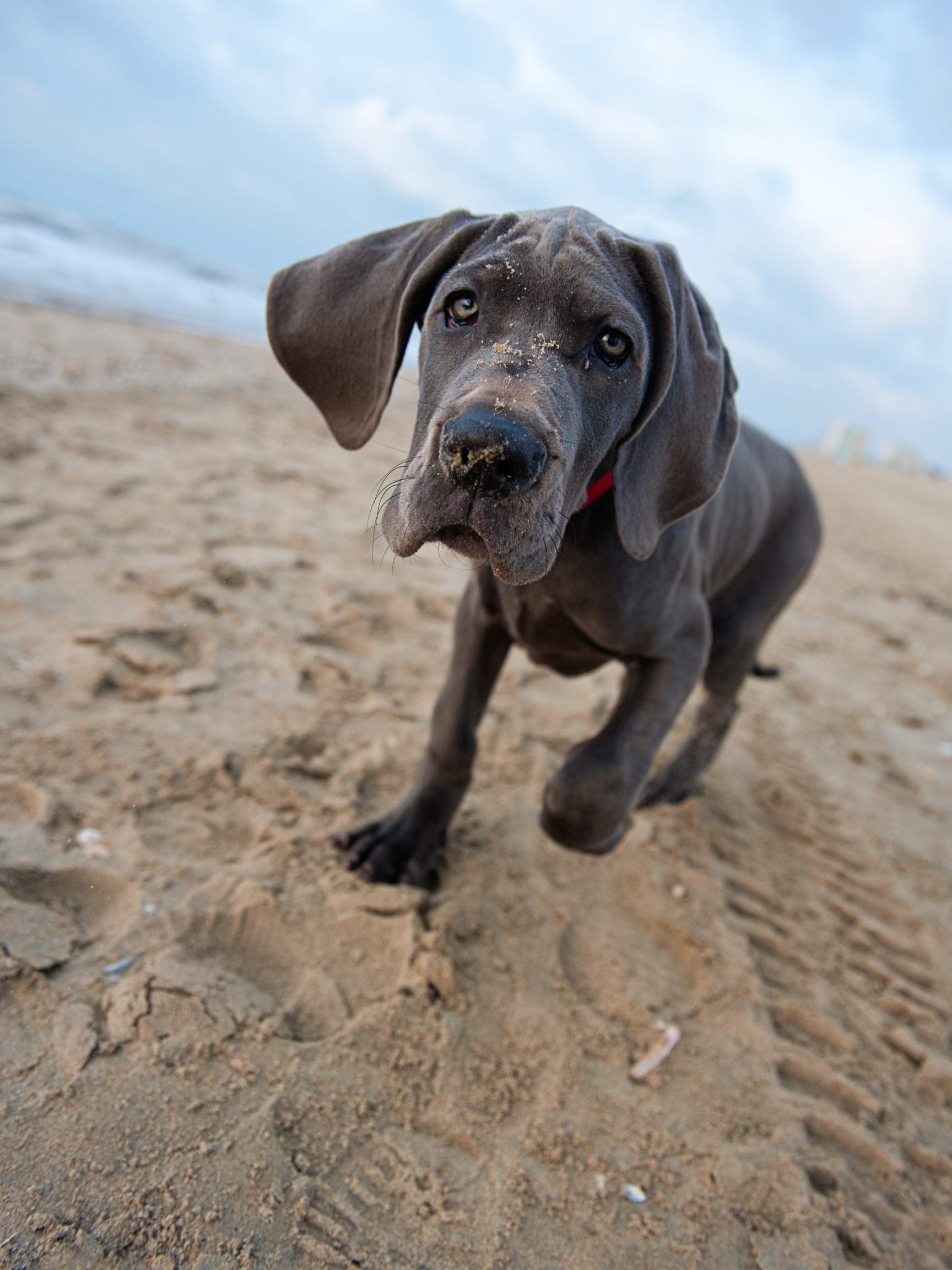 what causes a great danes stomach to flip