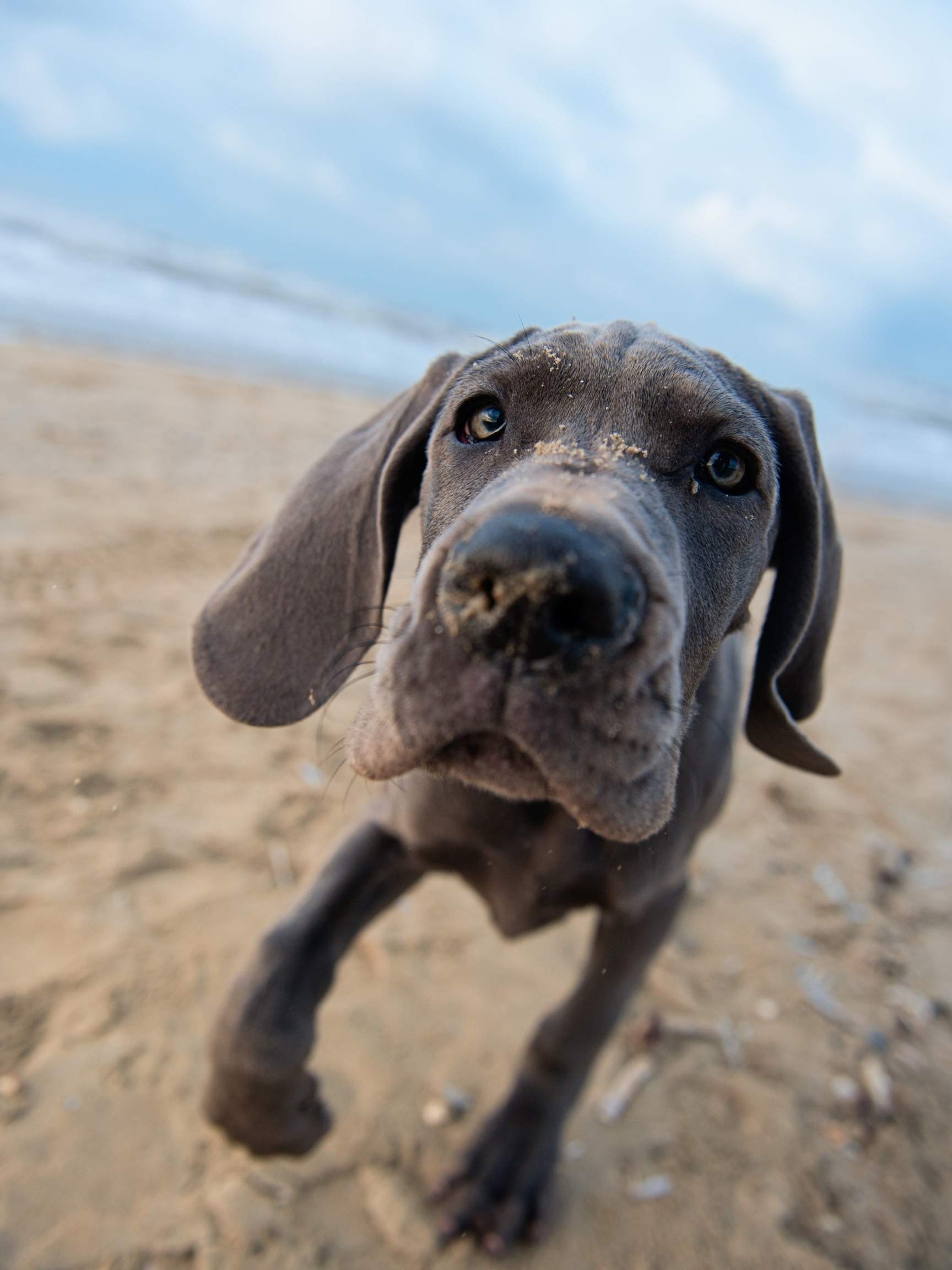 Is My Great Dane Being Aggressive or Playing? 3 52