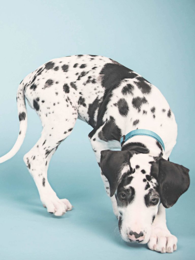 Great Danes for Christmas: Should You Get a Puppy for Christmas? 6 54