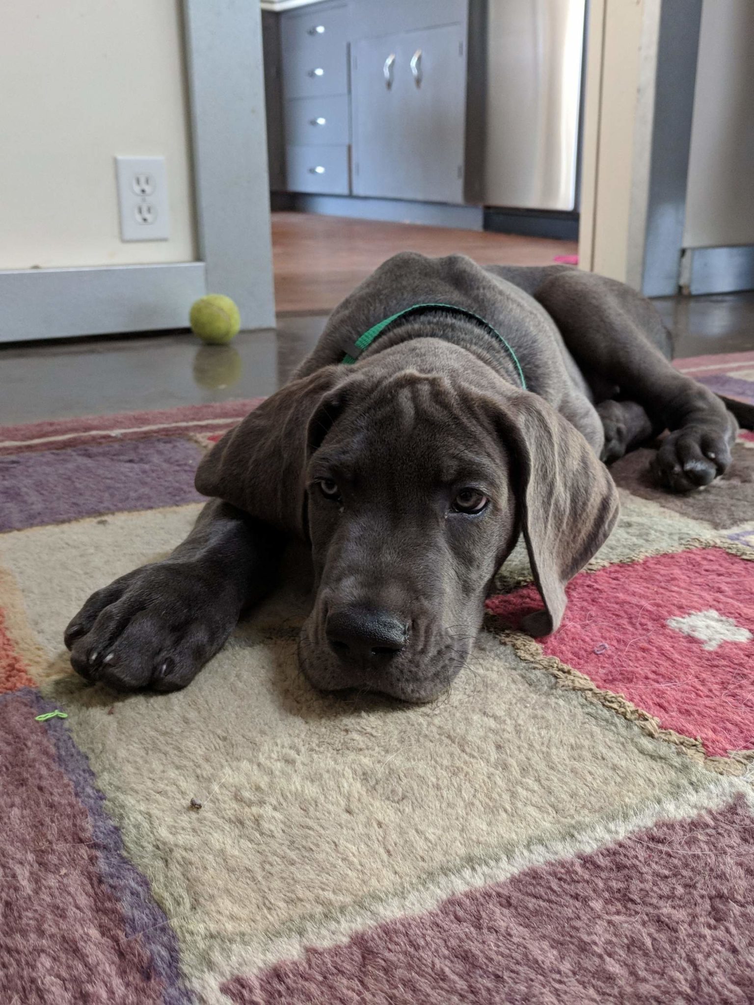 How to Crate Train a Great Dane Puppy Hello Danes