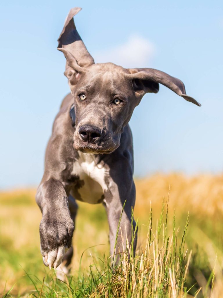 Why is Leash Training Dogs So Dang Hard? 8 Things I Learned About Leash Training 3 Great Dane Leash