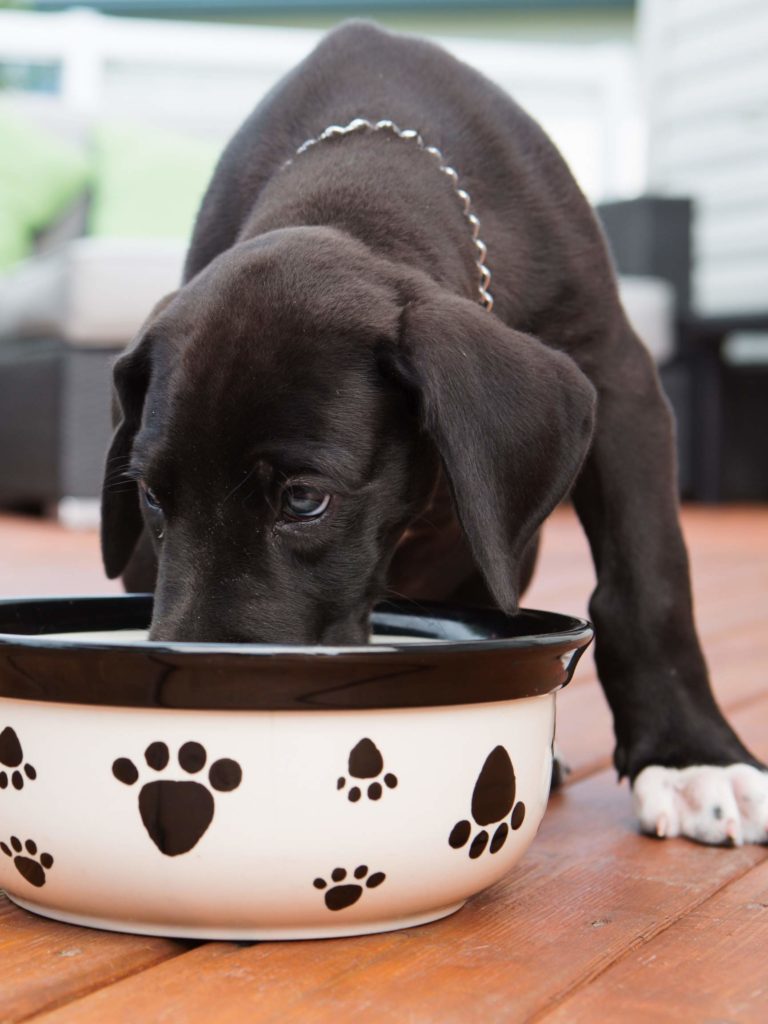 dog food puppy large breed vs. adult for Great Danes