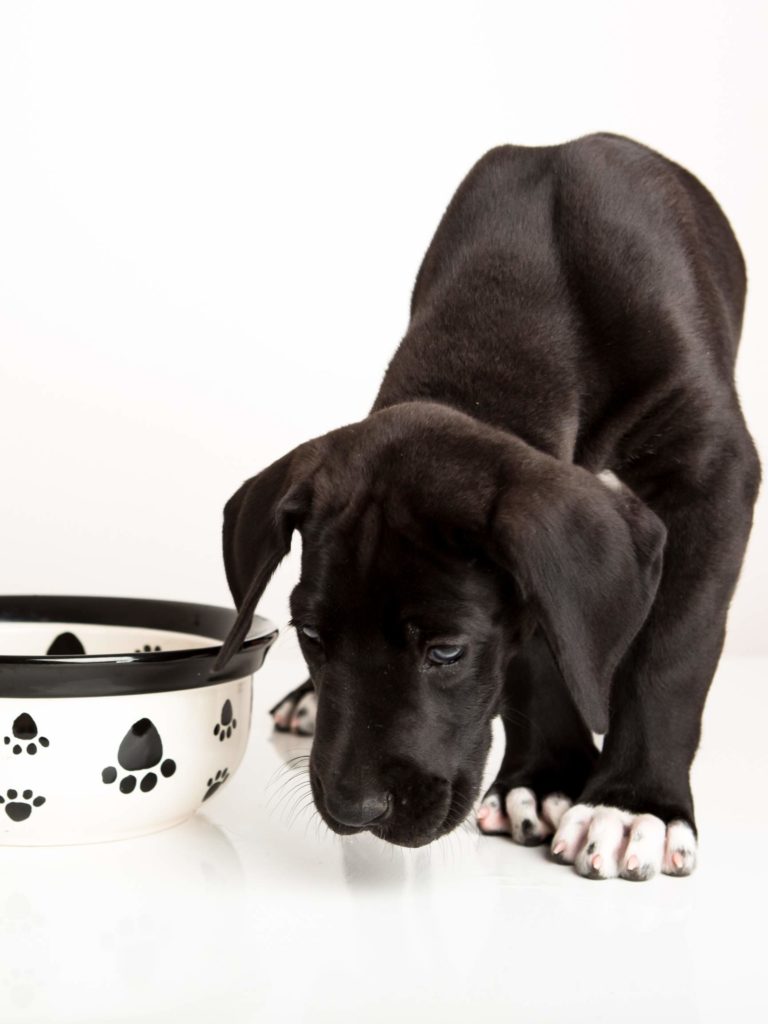 Ingredient Splitting in Dog Food: 5 Things you Must Know 15 60