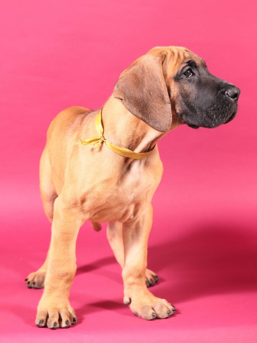 Is My Great Dane Puppy Knuckling? Hello Danes