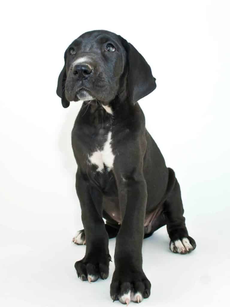 Great Dane Pricing- How Much Does it Cost to Buy a Great Dane? 3 Great Dane Pricing