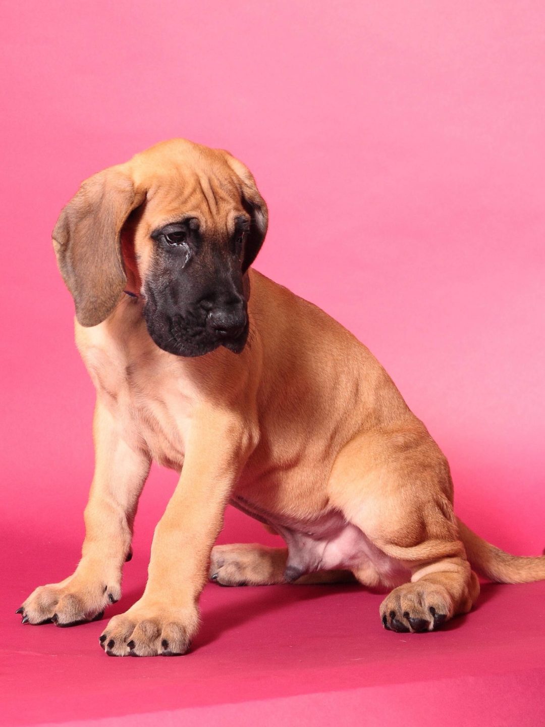 Great Dane Puppy Growth Chart Hello Danes