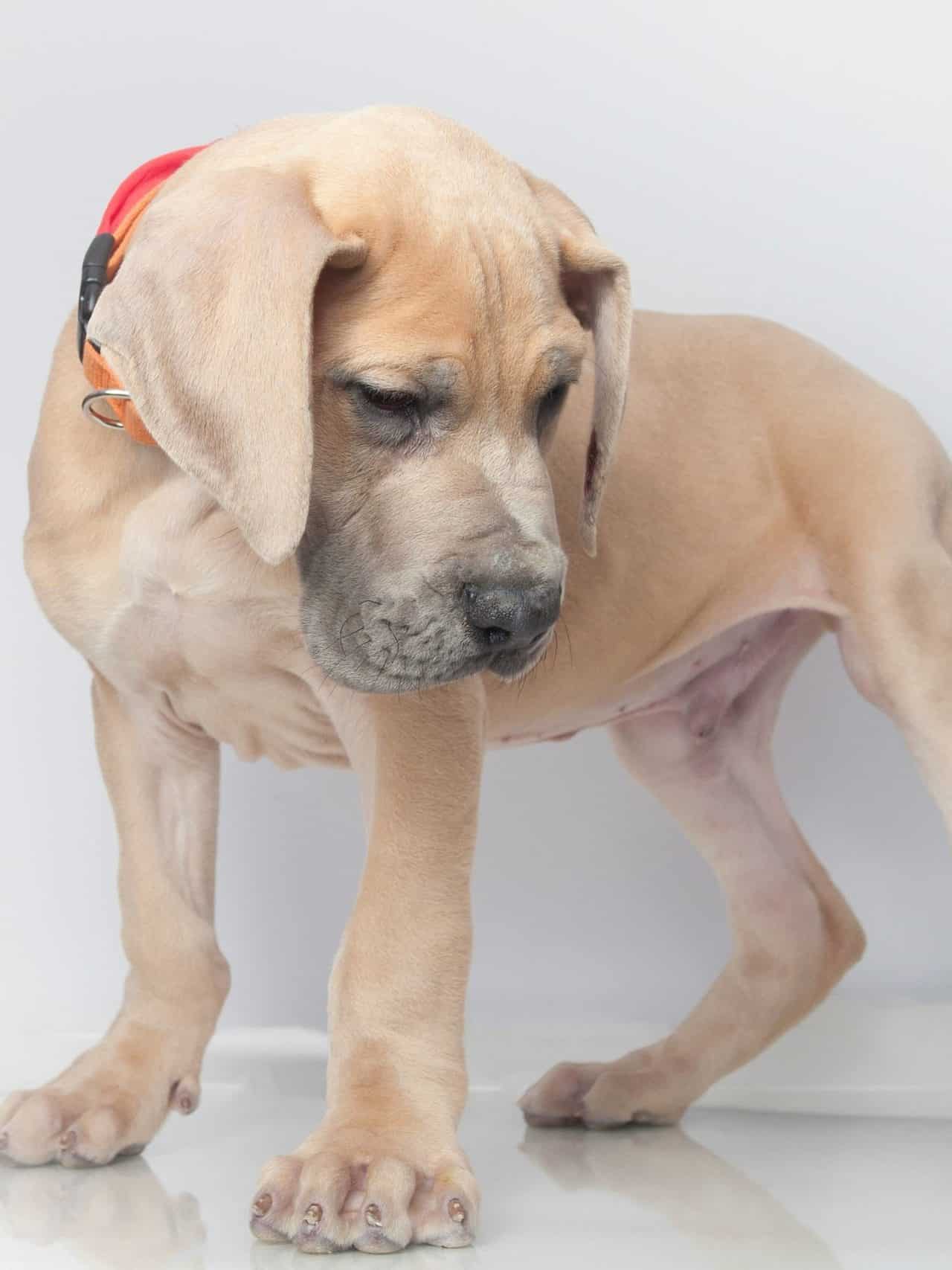 Is My Great Dane Puppy Knuckling? Hello Danes