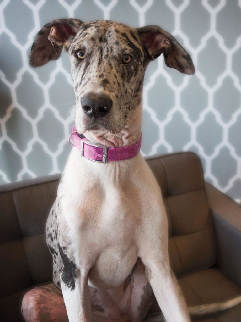 Miniature Great Danes: The 'Pocket' Version of a Great Dane 2 7