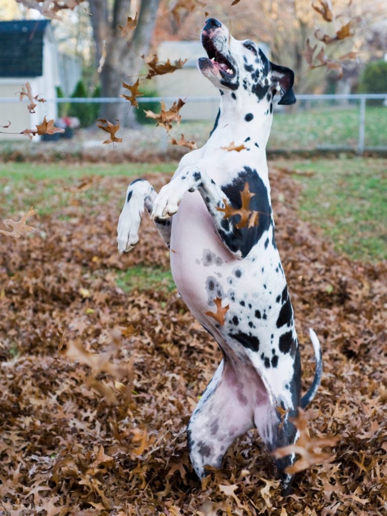 What Makes a Great Dane Breeder Good? 8 73