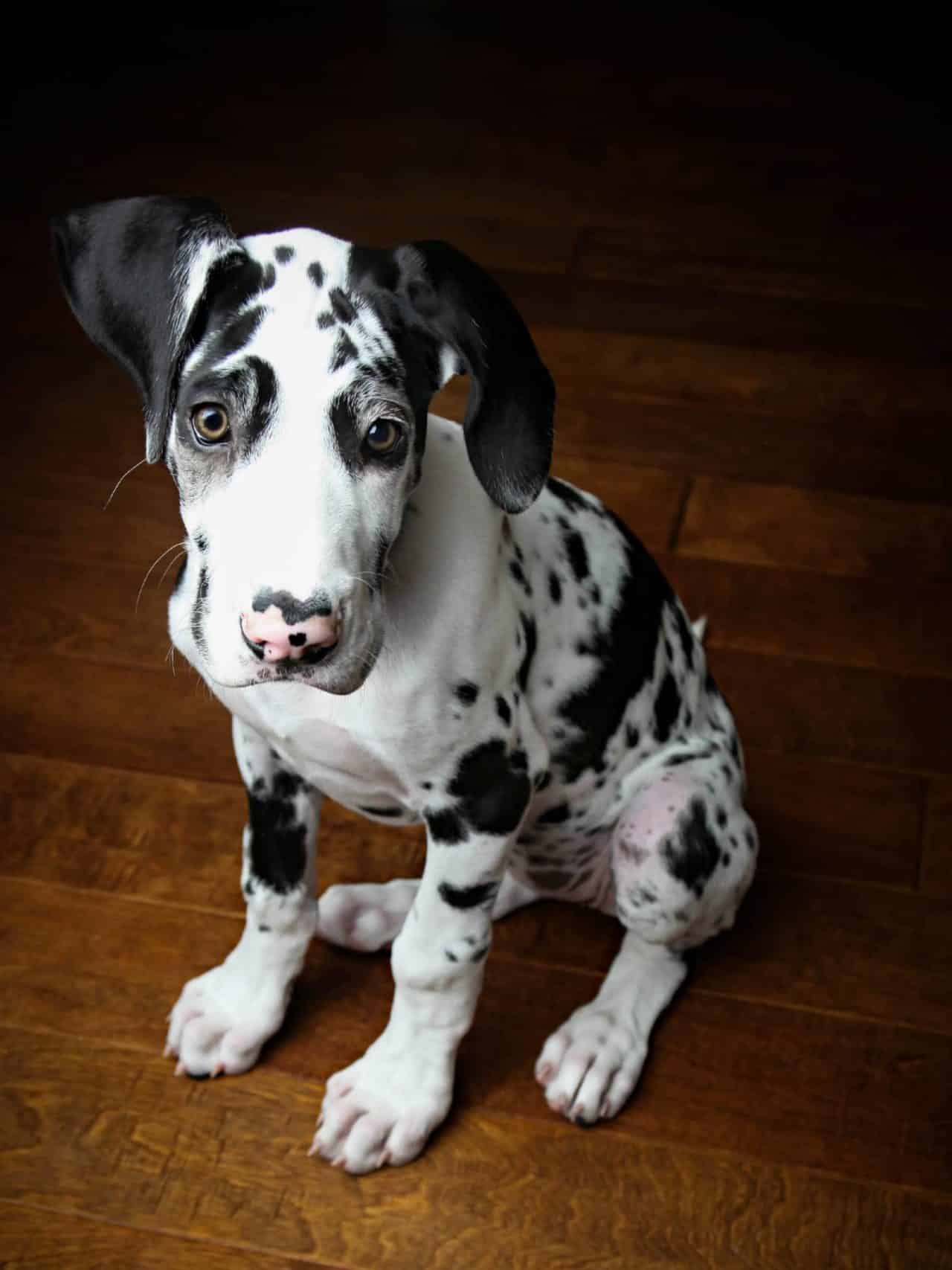 How To Fix Knuckling in Great Dane Puppies Hello Danes