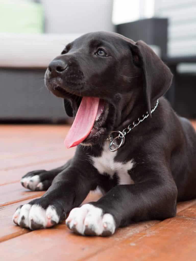 Great Dane Puppy Fear Stages 5 76