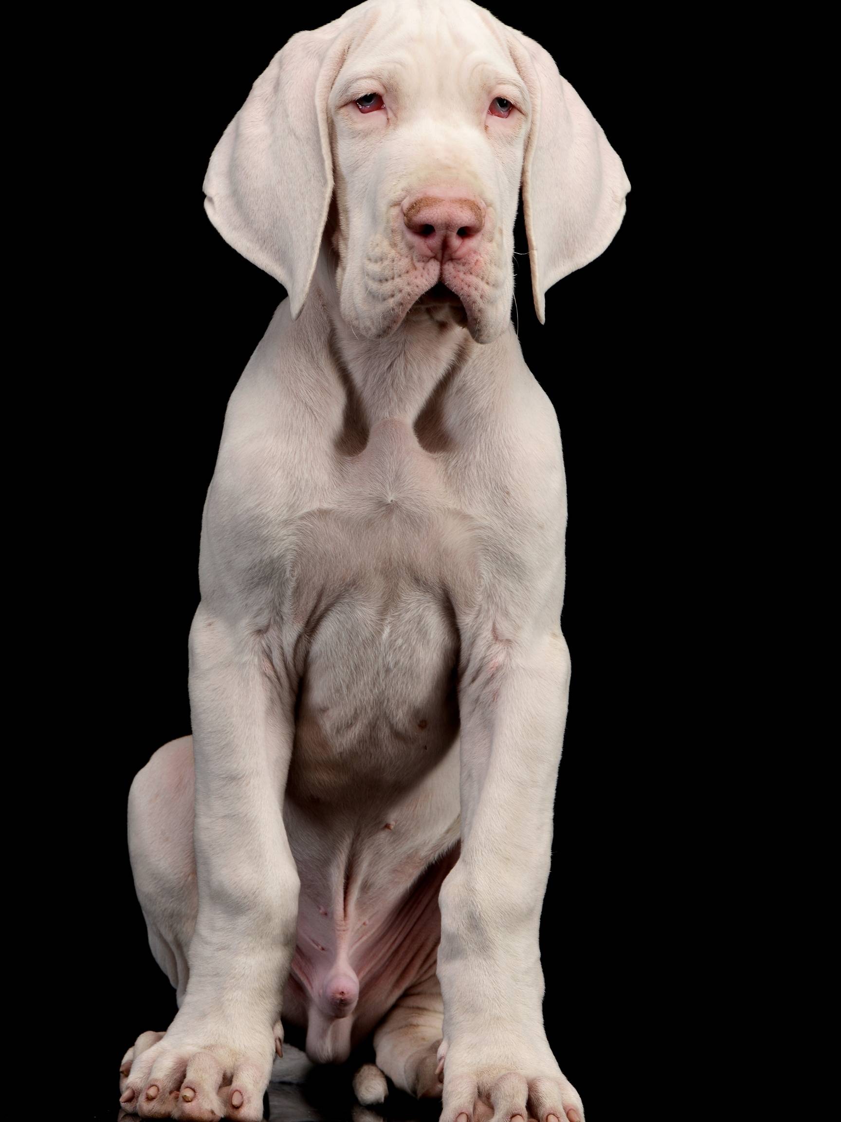 Double Merle Great Danes: 5 Facts About White Great Danes 9 Double Merle Great Danes