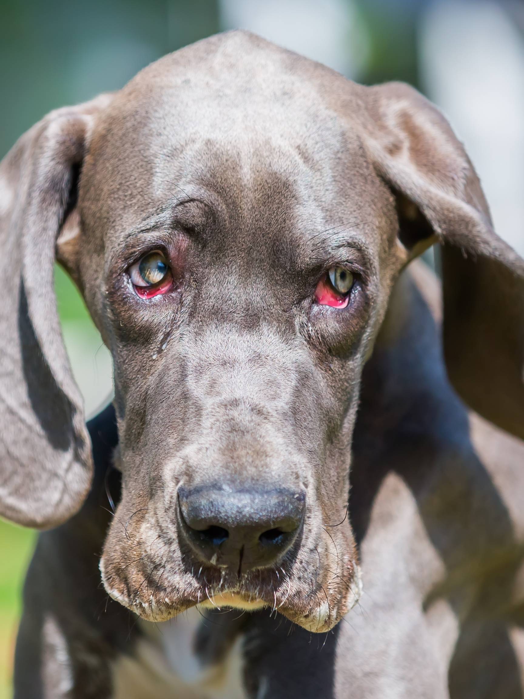 GREAT DANE LIFE SPAN