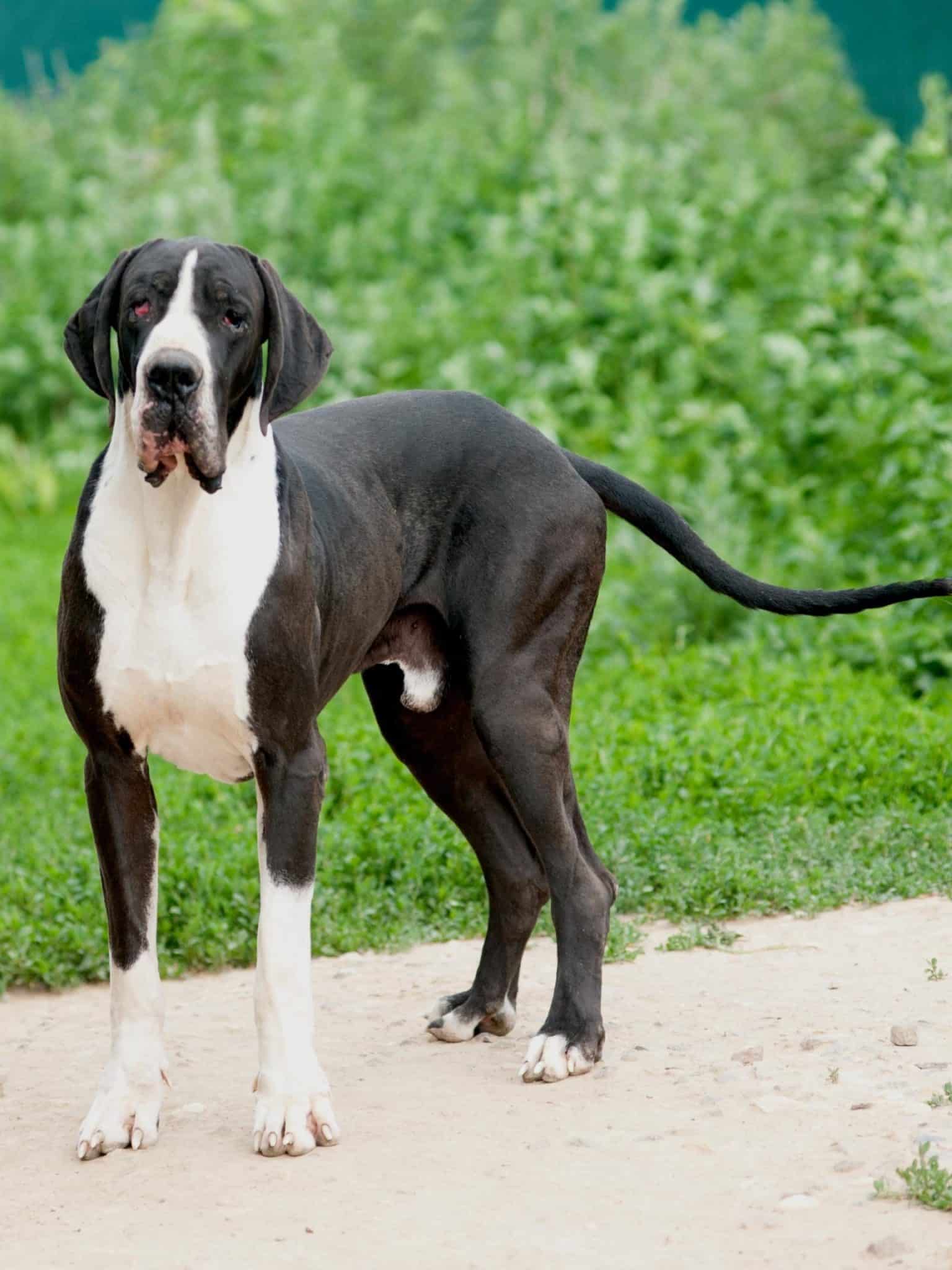 Is My Great Dane Well-Bred? 20 8