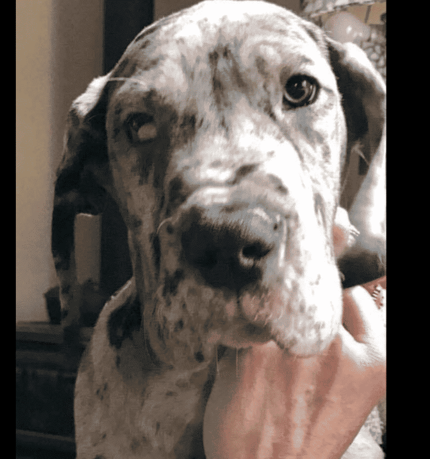 Off-Color & Designer Color Great Danes, Good or Bad? 13 Screen Shot 2020 12 29 at 9.54.58 PM