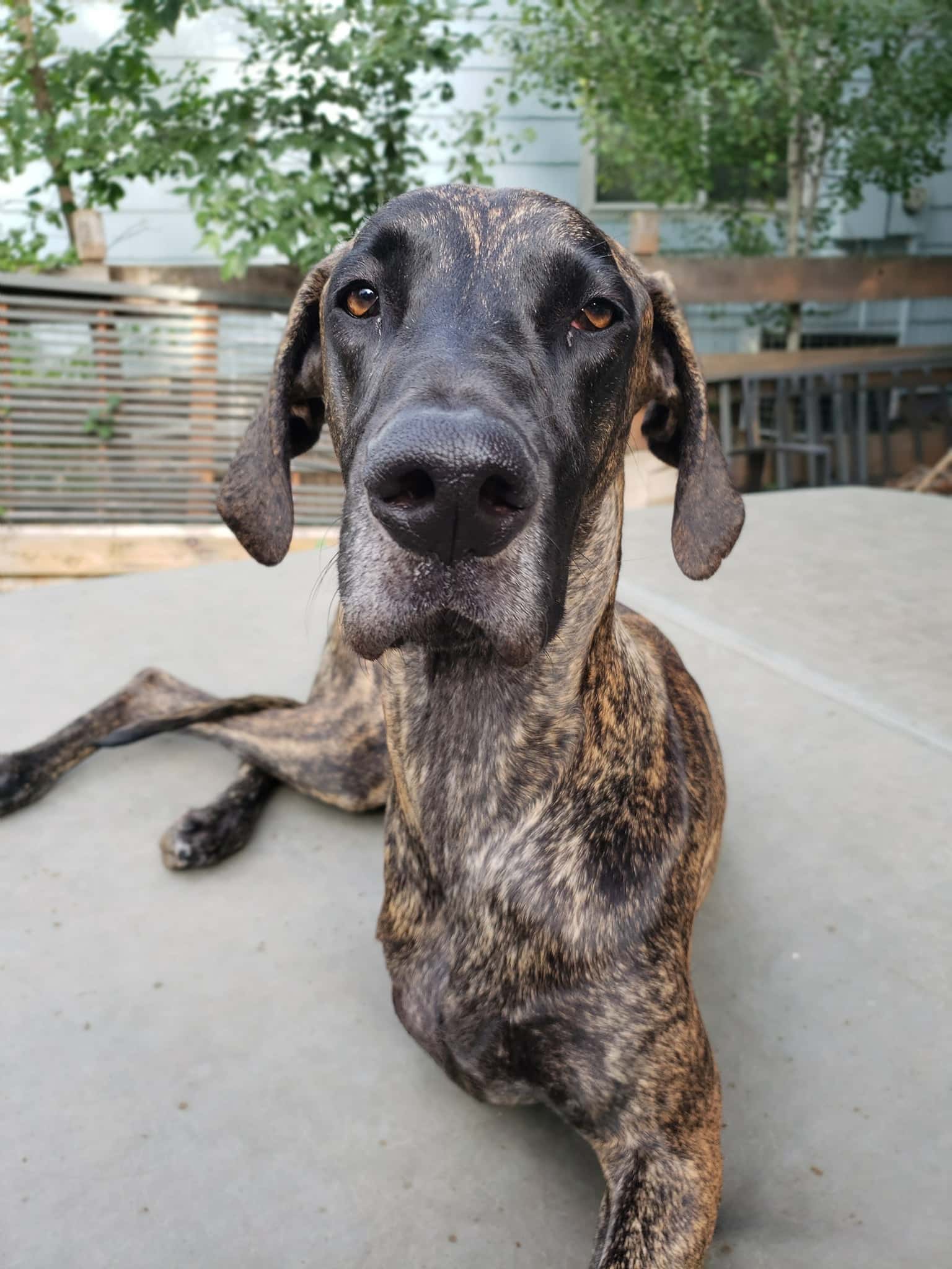 what causes a great danes stomach to flip