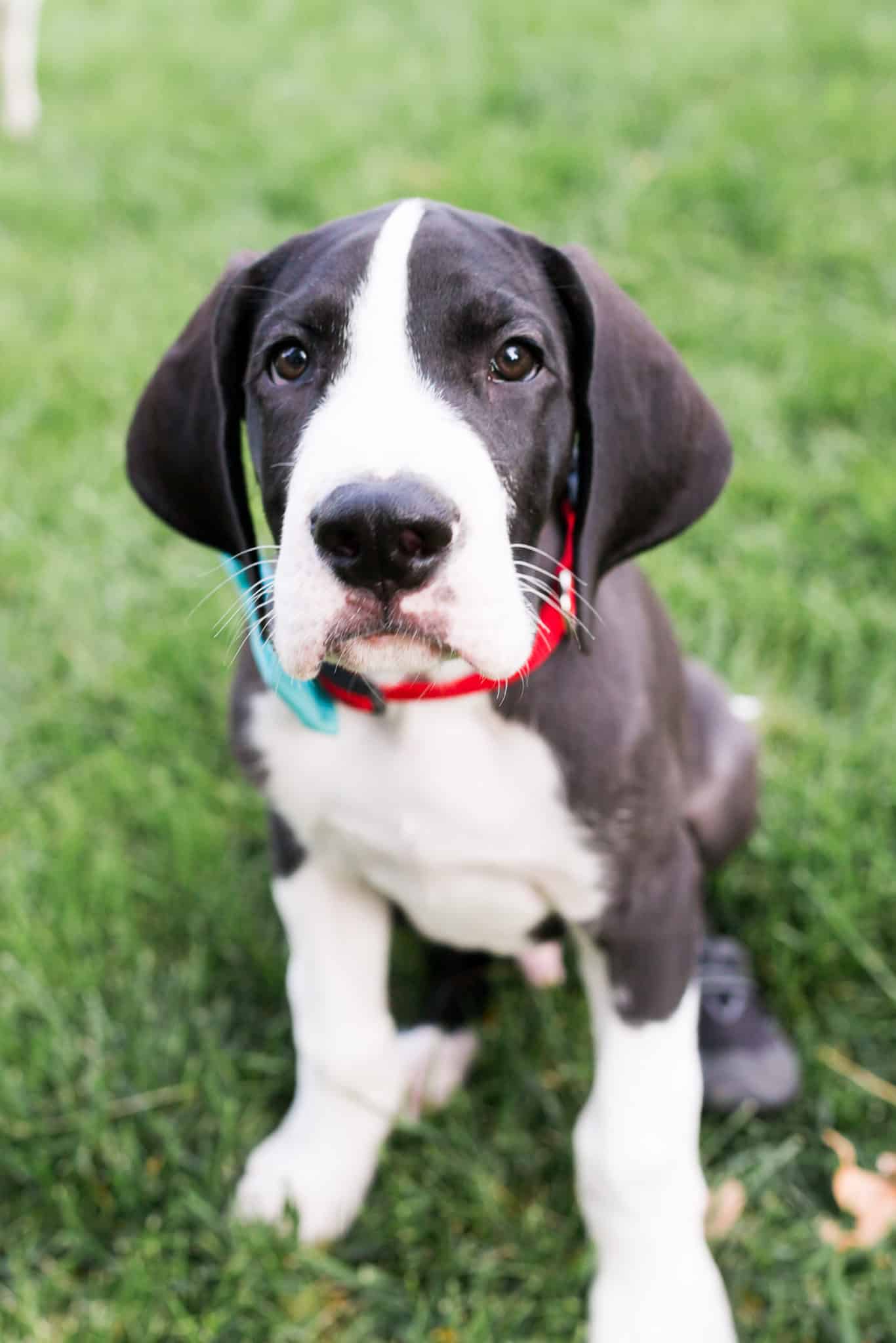 are great dane puppies clumsy