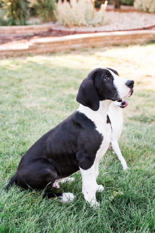 Is My Great Dane Puppy Knuckling? Hello Danes