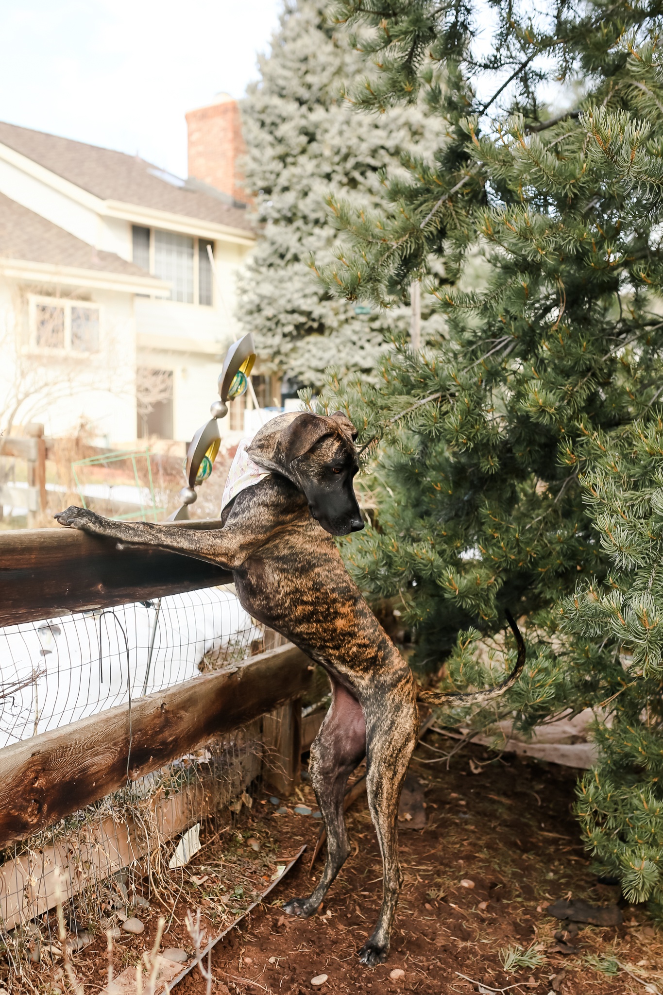 5 Obedience Commands Every Great Dane Should Know 4 jackson Tilly 206