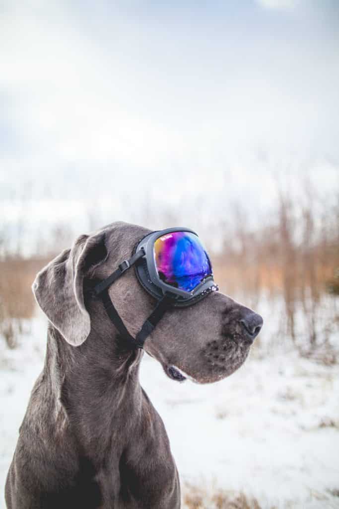 Blue Great Danes - Facts, Photos, and Care 5 Blue Great Danes