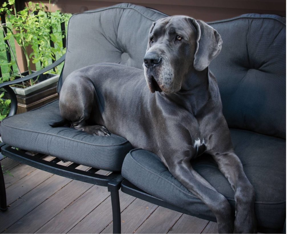 How to Stop a Great Dane Jumping Up 9 How to Stop a Great Dane Jumping Up