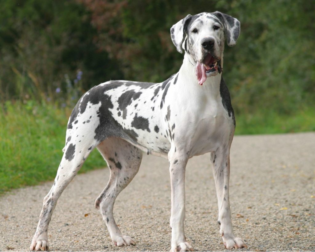 GREAT DANE DOG