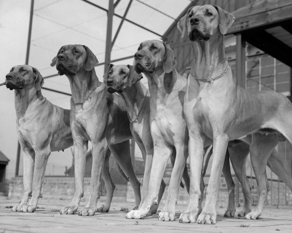 Great Danes