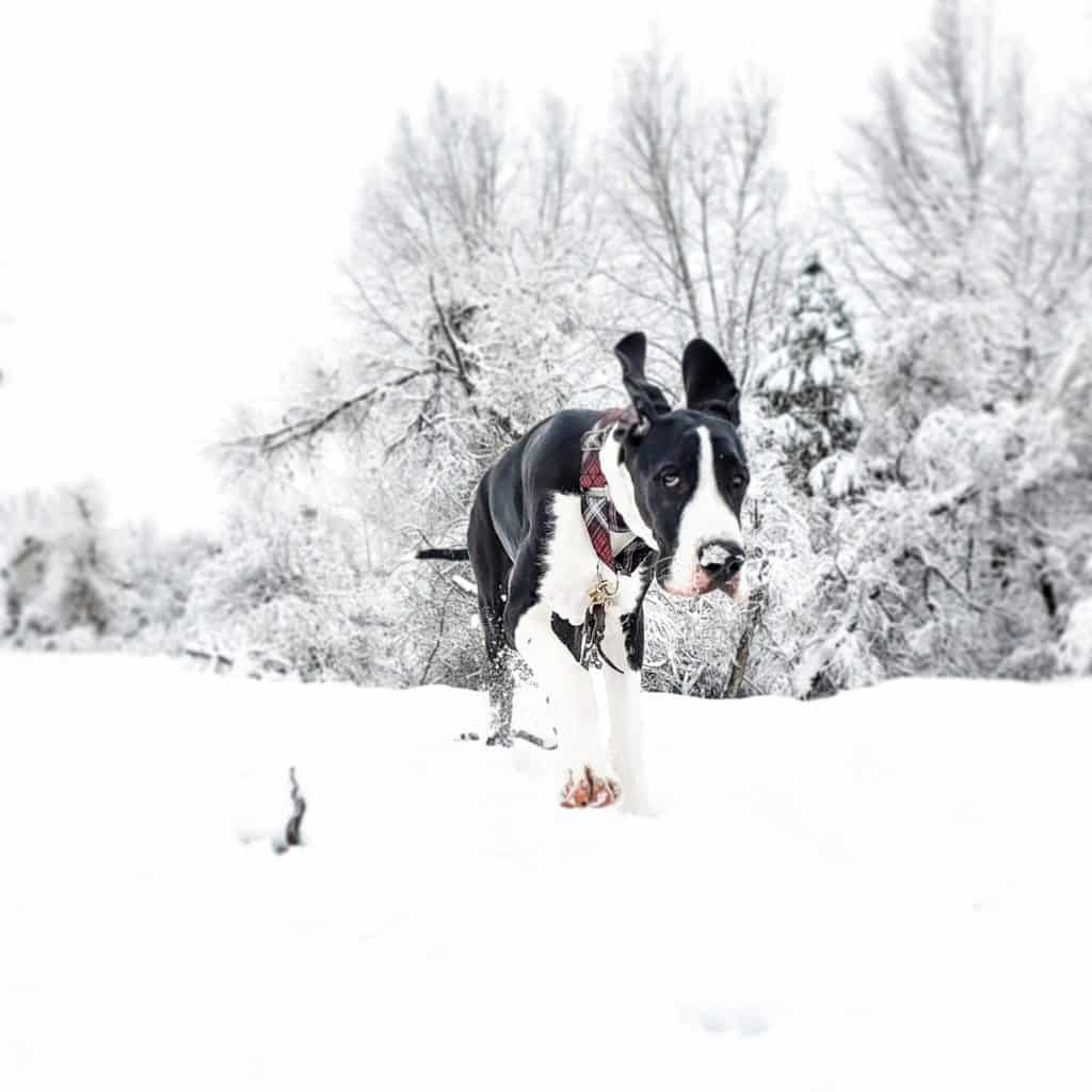 Growing Pains in Dogs: Should You be Concerned? 10 127631950 10222981051947514 7066871138192788648 o 1