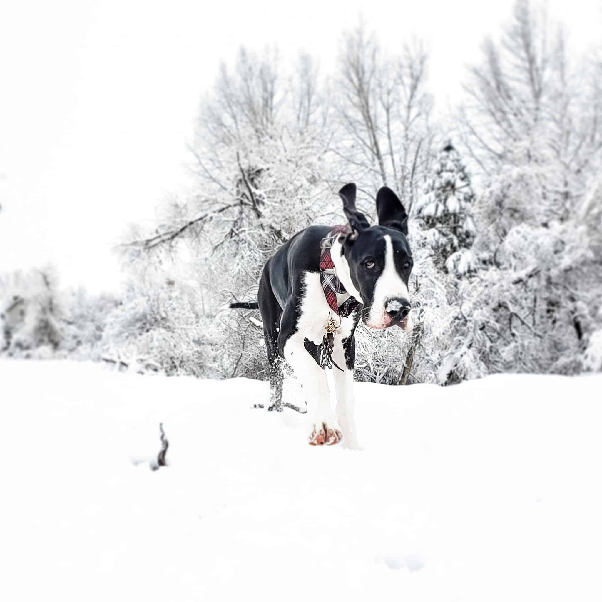 Will Neutering Calm A Dog Down