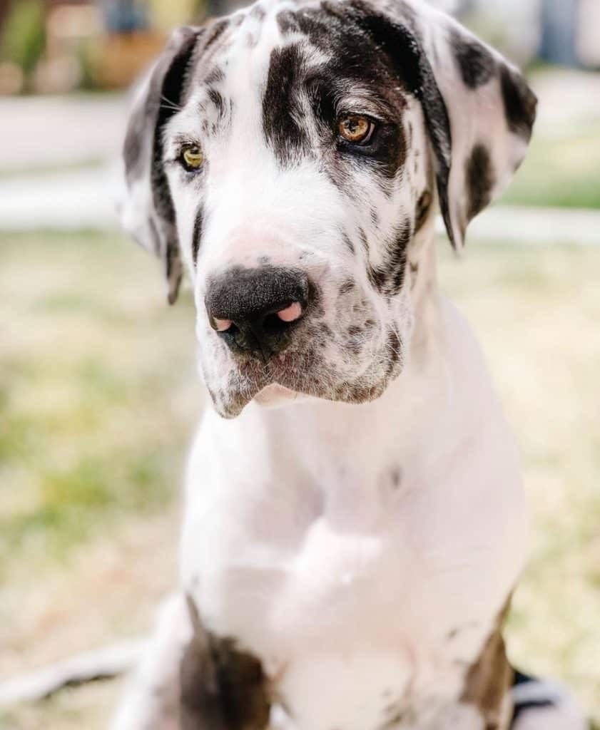 Great Dane Puppies Information Page 7 Dear Danes