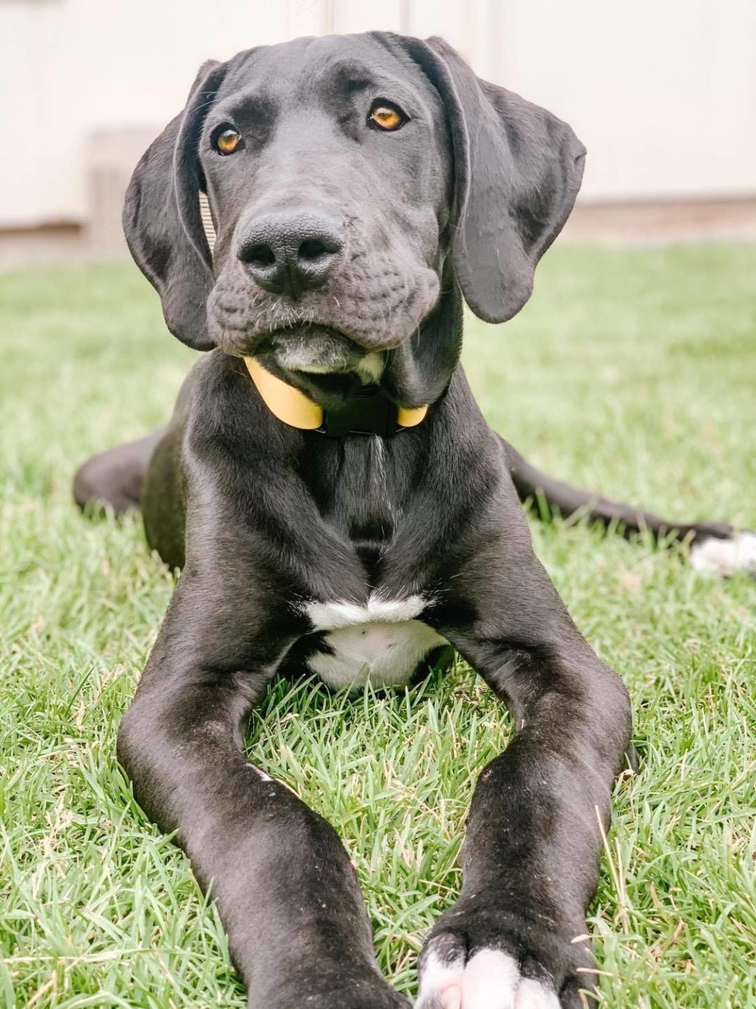 How To Fix Knuckling in Great Dane Puppies HELLO DANES
