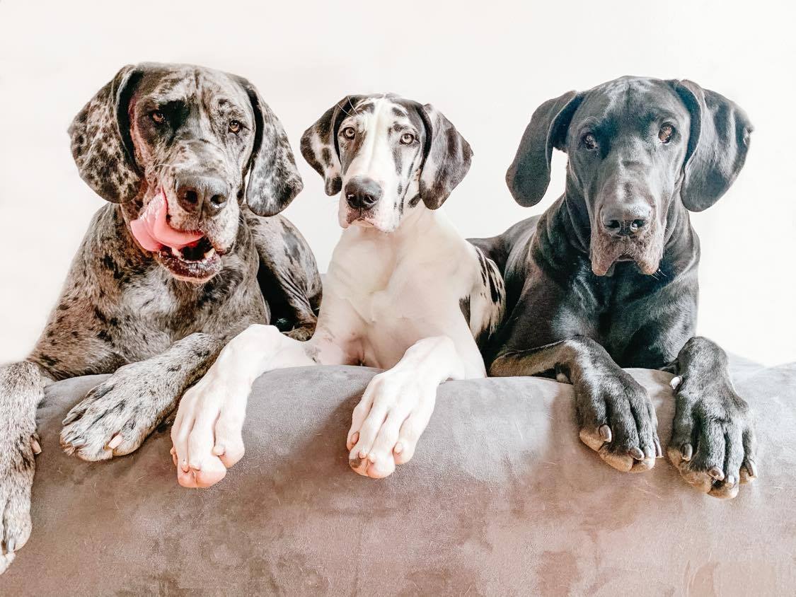 Is My Great Dane Being Aggressive or Playing? 5 http://www.instagram.com/deardanes