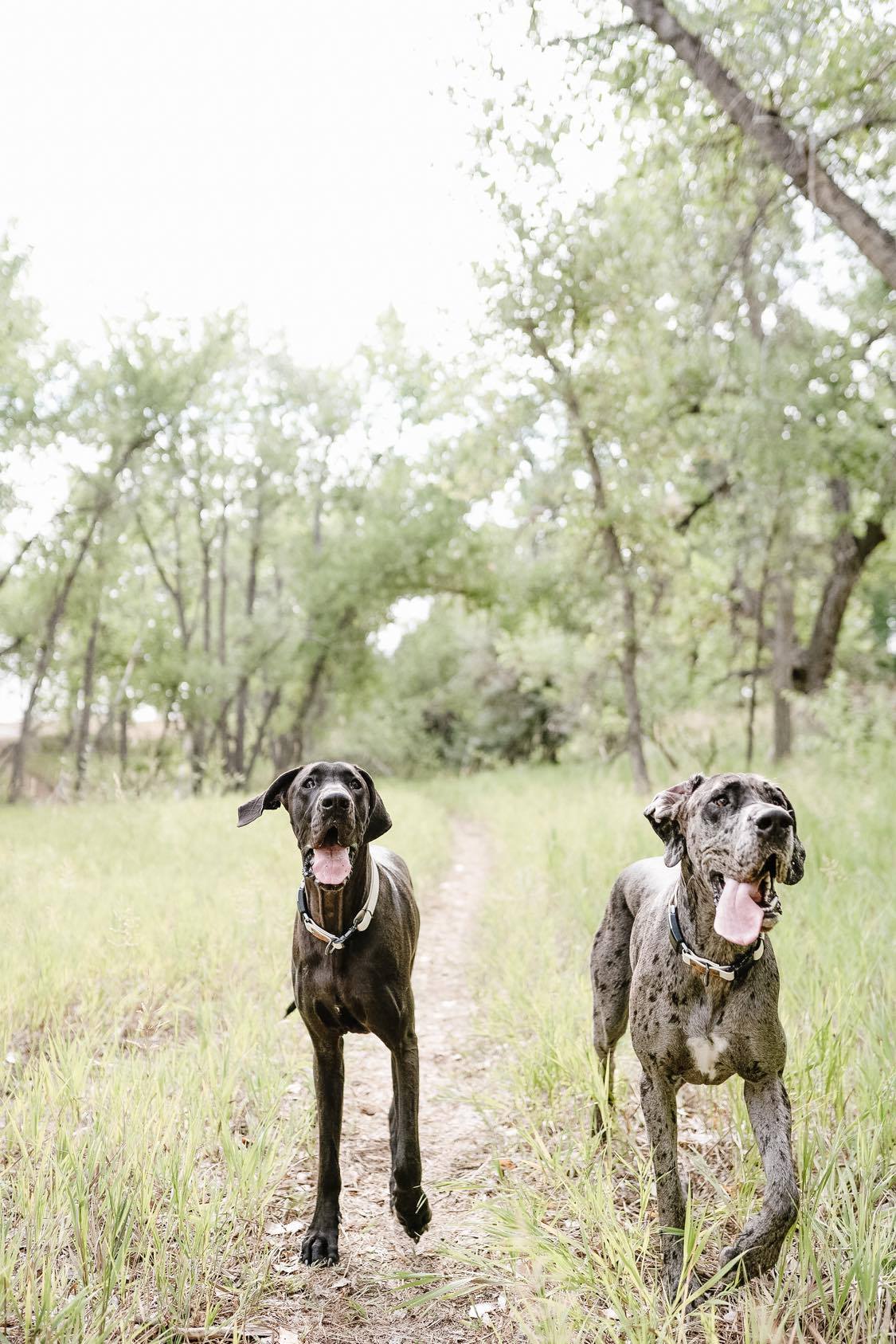 Is My Great Dane Being Aggressive or Playing? 4 https://www.hellodanes.com/product-category/dane-goodies/orthopedic-beds/