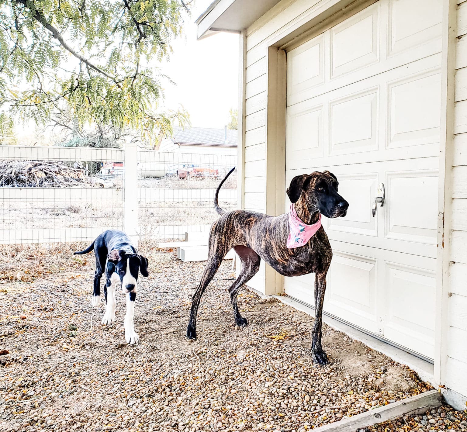 How to Care for a Three Legged Dog - The Ultimate Tripod Great Dane ...