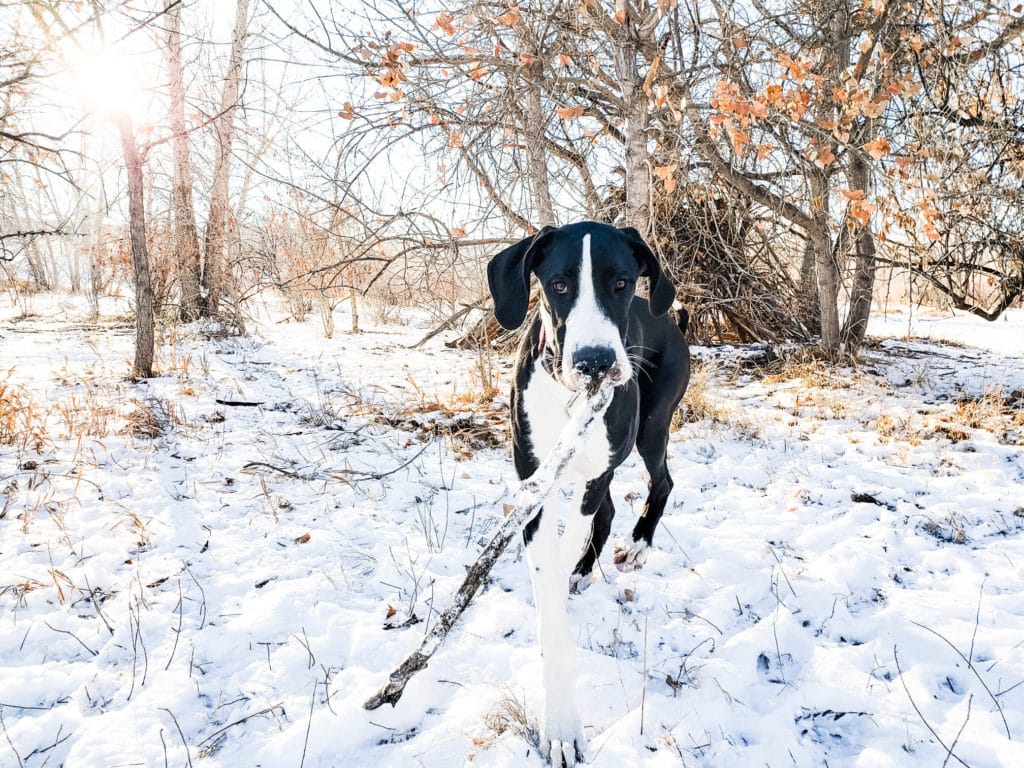 5 Easy Phone Photography Tips for Dogs 8 136358301 449847533071180 8776806553023699387 n 1