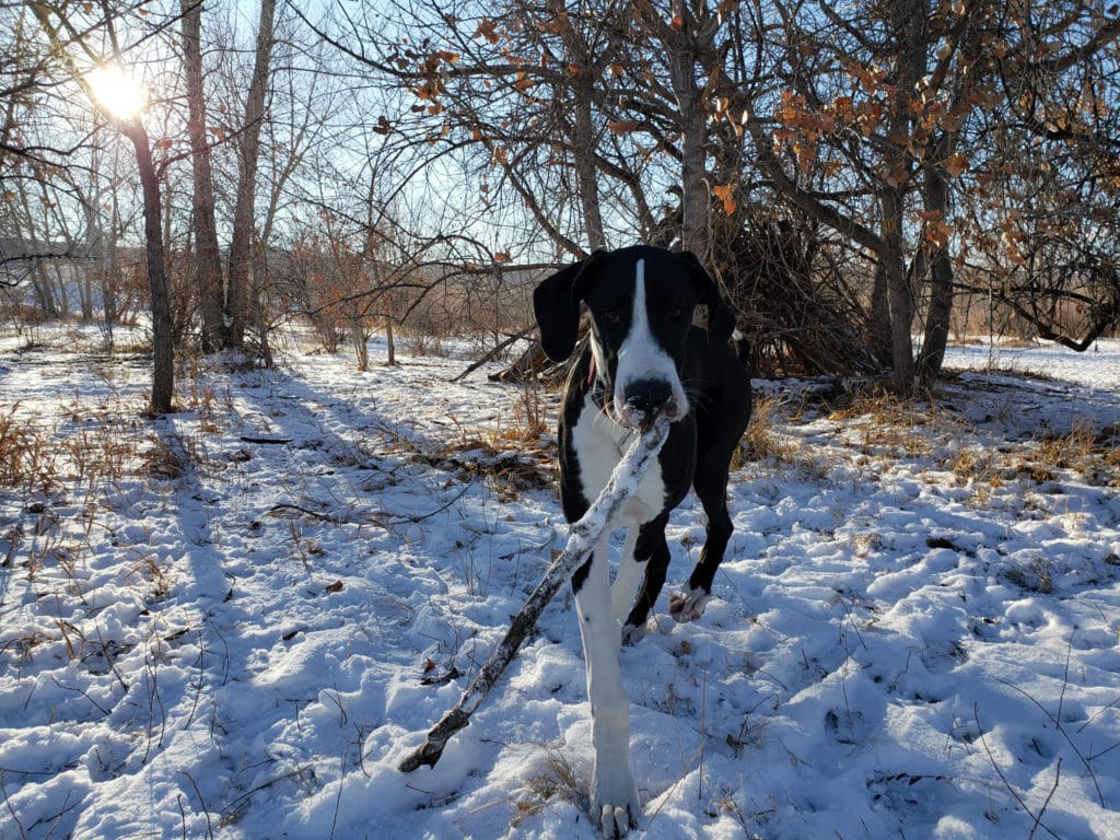 5 Easy Phone Photography Tips for Dogs 7 136435466 407483020571327 4196507893970790330 n 1