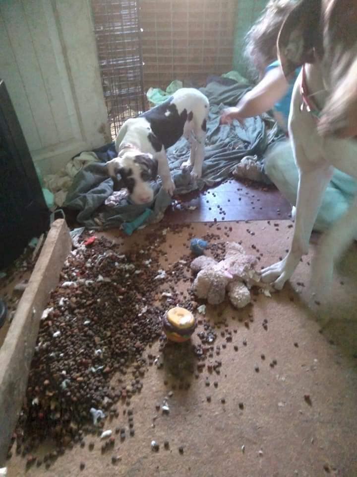 Bad Great Dane Breeders 4 139399935 2732107370377244 2423623746670449001 n