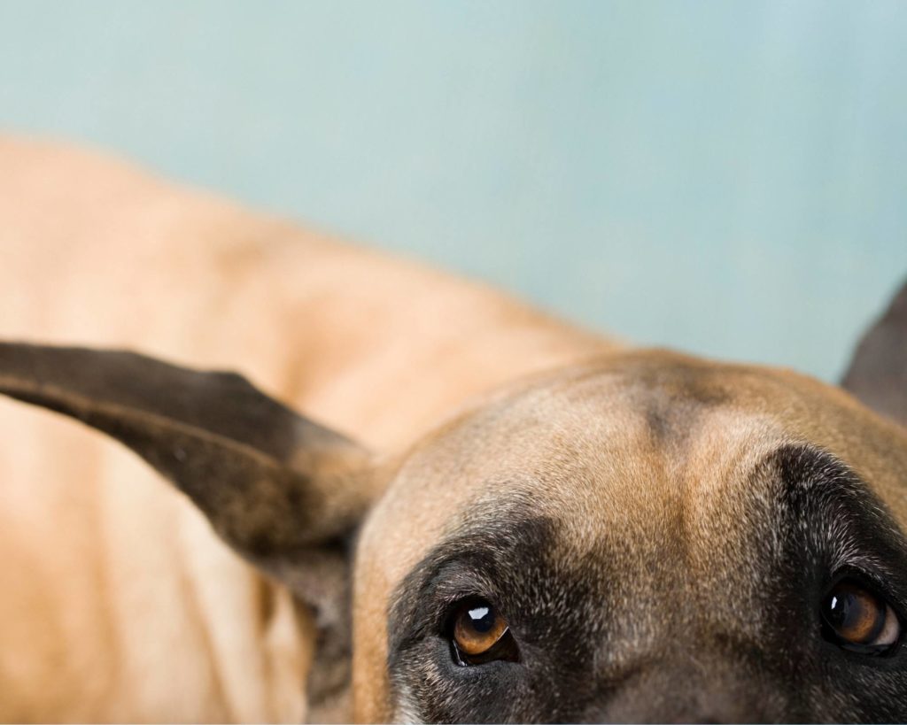 What is the GDCA Great Dane Club of America? 11 15