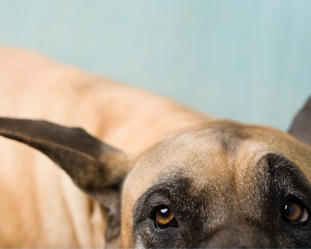 ear cropping and taping cropped ears on Great Danes