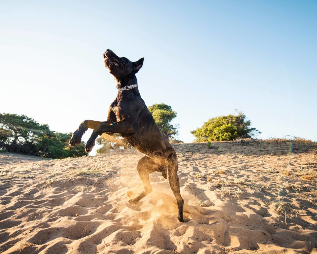 The Pros and Cons of Dog Parks 5 16