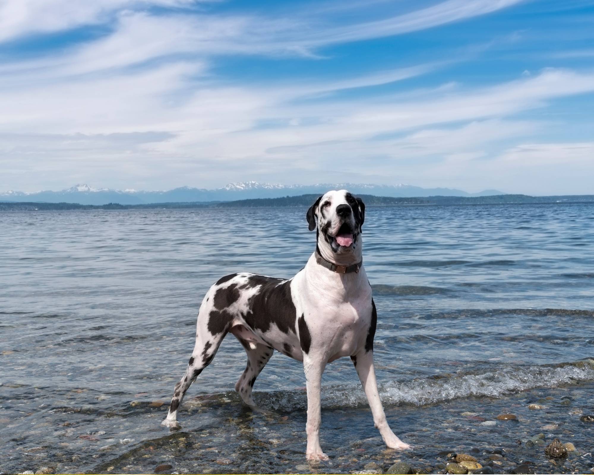 7 Unique Dog Ear Infection Treatment Ideas: Which One Is Right for Your Great Dane? 18 Dog ear infection treatment