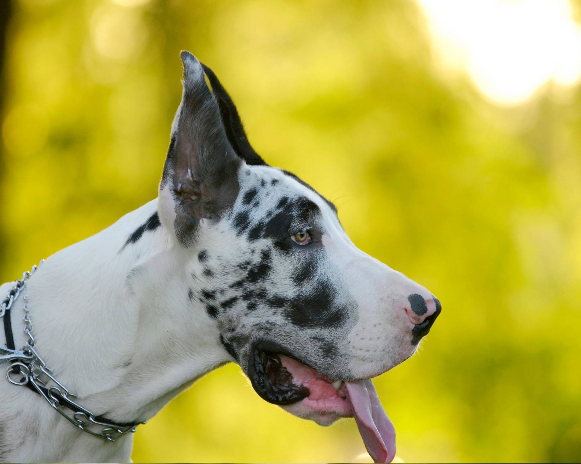 SUPPLEMENTS FOR GREAT DANES 3 SUPPLEMENTS FOR GREAT DANES