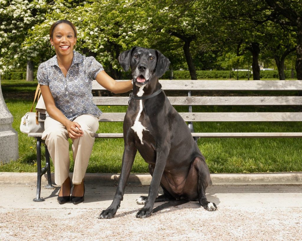 How to Teach a Great Dane to Walk on a Leash 3 Teach a Great Dane to Walk on a Leash